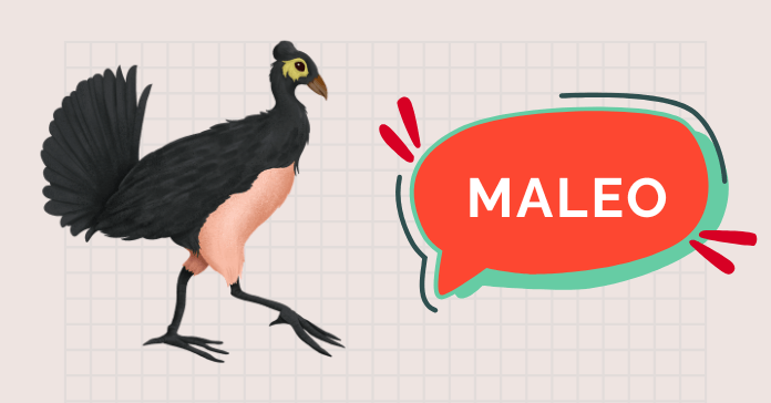 Maleo